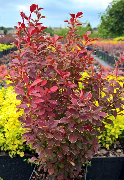 Berberis thunbergii 'Orange Moon' 